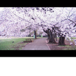 Cute Flowers!!!