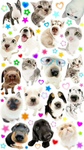 DOG chatters