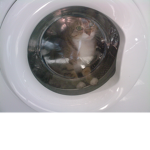 le chat dans la machine a laver group