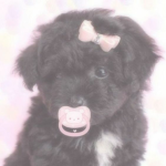 lovepup Group Thumbnail