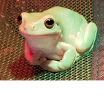 Team Teacup Frog
