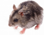 The Rodent Colony