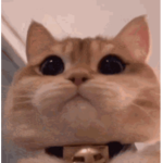 :.+we are cats.:+