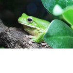 Frog-Gang