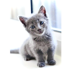 Cute Kittens!!!!!