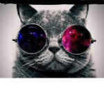 Wandering cats