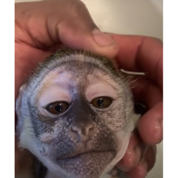 Off Brand Script Fighting