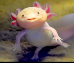 **The axolotl group**