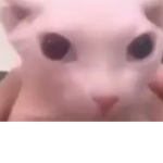 Bingus the cat