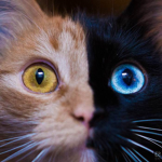Team Mystic Cat