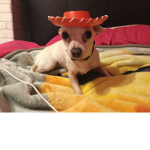 Blade the chihuahua group