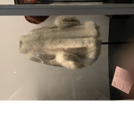 Anteequilty