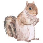 Official Squirrel fan group