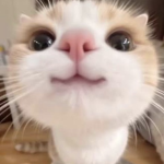 Donutcats
