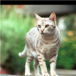 Roseclan(like Windclan)