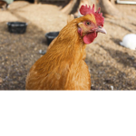 chikens lives matter
