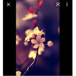 Rosiy