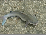 Catfish Fan club