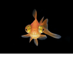 Fish ###### (Because why not)