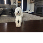 Dogs yay l love dogs