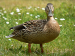 the duck group we all love ducks