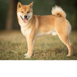SafariDoge Army