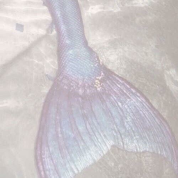 🦪