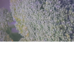 Ream Broccoli