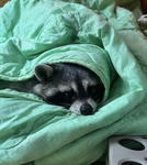 *. Cuddly Raccoons .*
