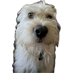 Benny's Paws Group Thumbnail