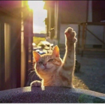 The_Cat_World