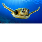 Team Sea Turtle