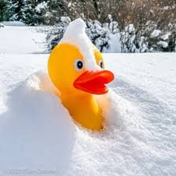 funny game about ducks