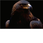 Golden Eagle Snipers