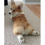 Corgi squad for ever
