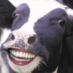 Barnyard Babes
