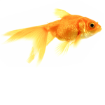 Fishy Madness!!!!!!!!