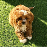 PUPPIES ARE DA BEST!!!!!!