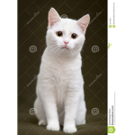 The Clan Of Kittens ###### by: KaiteYT}