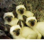 evil quadruplets