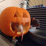 rat library