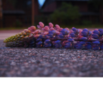 flower nights