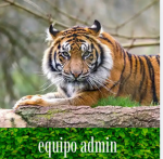 El grupito de Roblox