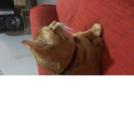 Cute boy Leo