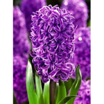 Purple Hyacinth Studios