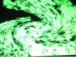 ToR =(Traders of ROBLOX)-