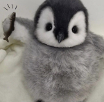 *+My Sussy Penguins+*