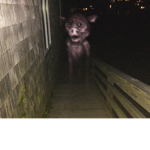 Ghost pig
