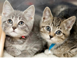 Kitty Cat Awesome Fans's Hangout