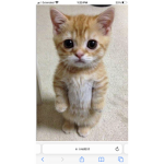 EL GATO Fan group oh